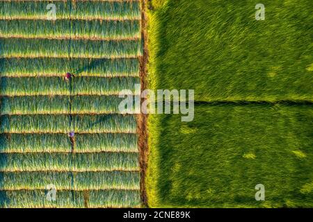 Les agriculteurs qui cultivent et récoltent des conge à Vung Liem, Vinh long, Vietnam, Indochine, Asie du Sud-est, Asie Banque D'Images