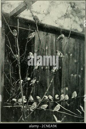. Notes d'oiseau . il nid. Les jeunes cardinaux de Virginie, élevés à la main, devraient, je pense, rendre les animaux de compagnie attrayants. M es également les oiseaux noirs, les tourtes, et quelques Chaffinches,tiic dernier pour essayer d'obtenir une poule pour l'ensemencement de niule. Au Ltbkrty : au printemps, je suis sorti en vrac dans mon domaine un pairo* Rufous-backed Weavers et d'autres oiseaux . Les roufous-dos restaient, construit un nid dans une houle-buisson, directement en face de ma fenêtre de chambre, et surplombant ma ruche d'abeilles; un chttch d'oeufs a été dûment pondu, et en raison courselliev liought trois jeunes oiseaux, qui arc maintenant avec leur parentsdisporting al) Banque D'Images