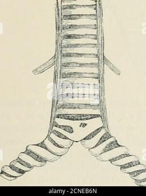 . La faune de l'Inde britannique, y compris Ceylan et Birmanie . windpipe. Mais tandis que dans les mammifères tlie larynx est acomparativement stable structure, dans les oiseaux le syrinx présente avery remarquable gamme de différences tant en ce qui concerne ses caractéristiques structurales funda-mentales, ainsi que de musculatui-e. Pour le présent, il nuist sulfice de donner un bref aperçu des caractéristiques essentielles du syrinx dans les Passères et, pour systématique, tlie musculature est le facteur dominant. • le syrinx, alors, dans ce groupe présente de larges contrastes, même parmi Grarenera de la même famille, mais néanmoins itconf Banque D'Images