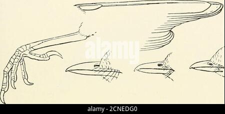 . Les oiseaux de l'Illinois et du Wisconsin . v^^ ^^ janv. 1909. Oiseaux de l'Illinois et du Wisconsin — Cory. 271 famille TURDIDI^. Thrushes, Bluebirds, etc. Premier primaire, très court; tarse, a démarré (pas d'écailles montrant, ex-cept près des orteils ); facture, plus court que la tête; pointe de mandiblesupérieur avec une petite encoche. * GROUPE 1. Aile, de 3.25 à 4.75 pouces de long. PARTIE 1. Les espèces suivantes ont les parties inférieures plus ou moins striées ou tachetées :— Banque D'Images