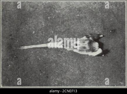 . L'oiseau, sa forme et sa fonction . Les organes de nutrition 129 descend après qu'il quitte la bouche. Chez certains oiseaux thisis un simple tube du même diamètre tout au long, alwaysmoist de la sécrétion des glandes (muqueuses) qui abonde dans ses murs, mais servant simplement comme apassage pour la nourriture sur son chemin à l'estomac. Dans une autre classe d'oiseaux, une chambre élargie est présente, appelée la culture. Cela sert un peu simi-lar comme la poche externe du pélican; thatis, il agit comme un réceptacle pour la nourriture. Aucun digestiveglands particulier n'est trouvé ici, et les seuls agents agissant sur. Figure 102 Banque D'Images