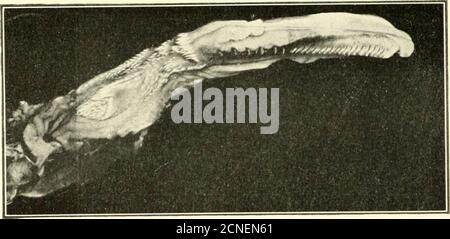 . L'oiseau; sa forme et sa fonction . Fig. Q3 et 94.—vues de dessus et de côté de la langue d'un canard d'Inlalard, structure complexe dans la langue d'un Ijbird qui soudent sa nourriture de la boue. Tion comme les portions restantes. Chez l'homme}^ oiseaux, tels que les ashidés, les larques et les tourbillons, la pointe est bifide, ou double-pointue,l)sonnant à l'esprit les langues fourchées des serpents et des lézards de soucoupe-étain. Dans les pics de bois, la langue est ronde et excessivement longue, et peut généralement être jetée hors d'une certaine distance au-delà de la pointe de la facture. Notre Flicker commun, ou pic à ailes dorées, Orgues of Nutrition 123 possède une langue Banque D'Images