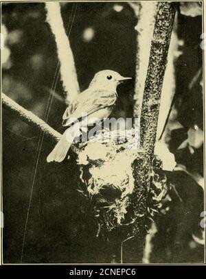 . Études familières des oiseaux sauvages : leurs hunts et habitudes . PETIT FLYCATCHER MONTRANT LES PLUMES SUR LA TÊTE ELE-VATED SOUS LA FORME D'UNE CRÊTE. LE MOINS FLYCATCHER AU NID. DANS CETTE PHOTO, LA BIRDAPPEARS SANS TRACE DE CRÊTE Banque D'Images