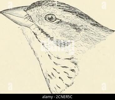 . Les oiseaux de l'Illinois et du Wisconsin . Passerherbulus candacntns nelsoni. Dessus de la tête, couleur brunâtre et ardoise; une bande tawny sur l'eachye; pas de bande tawny au milieu de la couronne. PasscyJicrhiilns caitdacntus nelsoni.Nelsons Bruant à queue pointue. Voir N° 253. Haut de la tête et de la nuque, vert olive pâle, mélangé avec du noir; pas de bande tawny sur les yeux. Coturnicuhis henslowii. Bruant de Henslews.Voir N° 251. * pour les instructions de mesure, voir page 21.1Q2. Janvier 1909. Oiseaux de l'Illinois et du Wisconsin—-Cory. 193 Banque D'Images