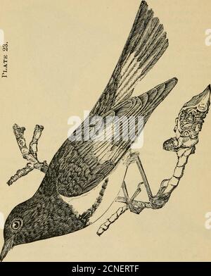 . Répertoire des oiseaux de l'est de l'Amérique du Nord .. . CC, U, a, 2. 1-3.. H 02 QO M DrRKCTORY AUX OISEAUX DE l'EASTEKlSr AMÉRIQUE DU NORD. 281 Banque D'Images