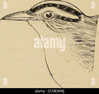 . Répertoire des oiseaux de l'est de l'Amérique du Nord .. . Figuee supérieure, Pkothonotaey Wakblek:Figure inférieure, Paruline mangetante de Woem. DYKECTOKY À BIKDS DE EASTERN NOLITIL AMERICA, 267 Banque D'Images