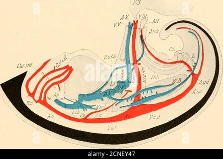 . Le développement du poussin; une introduction à l'embryologie . sans doute, il a été purifié de l'excrétorymatière nitrogène, et le reste est principalement du sac vitellin et de l'henceladen avec la nutrition. Ce sang semble être dévié à travers le foramen de l'atriorum septum dans l'auricule gauche, etthence vers le ventricule gauche, et ainsi de suite dans les carotides et l'arc aortique. Il semblerait donc raisonnablement vérifierque les carotides reçoivent le sang le plus pur et le plus nutritif, car le sang dans l'aorte dorsale est mélangé avec le sang du ventricule droit. Il ne peut pas y avoir de réasona Banque D'Images