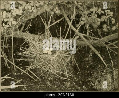 . Les oiseaux et leurs nids et leurs oeufs : trouvés dans et près de grandes villes . avait béenné, sans doute à cause du froid.J'ai eu une belle photo d'un nid de moorhens dans un fossé l'autre jour avec quatre oeufs. {Voir Moorhen, partie I, p. 109-11.) Il a été remarquablement bien placé pour une photographie, et a été si strikinga image que je le reproduire ici (plaque VII).chaque bâton du nid est clairement vu. Therewa ne tente pas de dissimuler. Je suis venu sud-denly sur l'un des oiseaux. Il a plongé sous les mauvaises herbes qui couvraient presque chaque pouce de la surface parfaitement encore du fossé, l'ANDI s'est demandé quand et à quelle distance de la birdw Banque D'Images