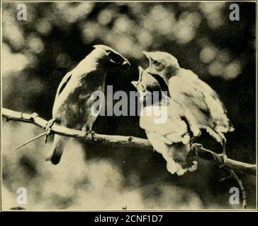 . Études familières des oiseaux sauvages : leurs hunts et habitudes . LES CINQ YOUXG WAXWINGS SOOX APRÈS LEAVIXG LE NID. WAXWIXGS CONTRE LA LUMIÈRE Banque D'Images