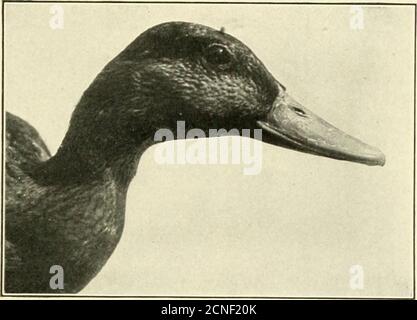 . L'oiseau; sa forme et sa fonction . Figure 31.—mâle dans le plumage d'éclipse pendant la mue des plumes d'ailes. Figure 32.—Canard colvert femelle. 50 l'oiseau après la saison de reproduction dans un plumage gris ou noir spécial, s'harmonisant bien avec les nuances automnales de l'herbe et des roches lichrées. À la fin de l'automne, on suppose un deuxième plumage de blanc immaculé, offrant aux oiseaux une grande protection sur les déchets enneigés où ils t ■ JL Fig. 33.—Ptarmigan de saule au début du printemps, les plumes brunes commençant à toréplacer le blanc. 1/4 taille naturelle. vivant. Au printemps, un troisième costume est donné, marron et de couleur parti comme le Banque D'Images