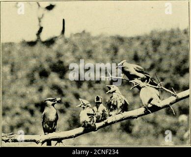 . Études familières des oiseaux sauvages : leurs hunts et habitudes . UN WAXWING IX UNE POSTURE GRACIEUSE. LA FAMILLE WAXWIXG MOINS OXE DU YOUXG, QUI REFUSEDTO RESTE OX LA PERCHE Banque D'Images