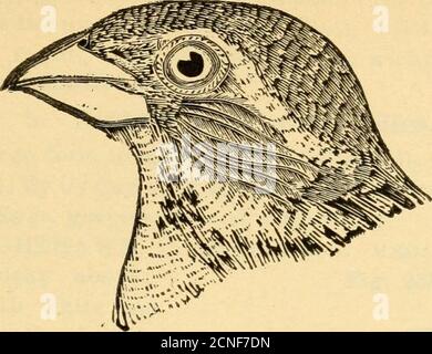 . Répertoire des oiseaux de l'est de l'Amérique du Nord .. . X, A et croissant noir blanc sur la gorge et timbre blanc sur le PL.ATB extérieur 17.. Banque D'Images