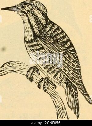 . Répertoire des oiseaux de l'est de l'Amérique du Nord .. . W, A, e, 1. 1-6. W, A, e, 2. 1-6. 2. PIC À TROIS DOIGTS D'AMÉRIQUE, P. AMERICANUS. Diffère de 1 en ayant la bande arrière entière - 180 PICS de BOIS. Fig. 227. ed. Avec blanc, fig. 226. Nord du N. A. à l'est des Rocheuses, errant vers le sud dans le nord des États-Unis jusqu'à Mass. F. Pic à cramoisi. Campepliilus. Grands pics à bois avec plumes fines sur le cou; blancs; noirs avec des marques blanches. 1. WOODPECK-ER, C. PRINCIPALIS. 21.00: seconda-ries et ligne sur le côté du cou extenden bas du dos, blanc; partie arrière de la tête et upj) Banque D'Images