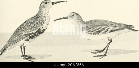 . Les oiseaux de l'Illinois et du Wisconsin . Axillars, barrés noir et blanc; ventre, blanc; couvre-queues et queue supérieures, tawny, plus ou moins marqués de noir; pas de toile entre les orteils. Gallinago delicata.Wilsons Snipe. Embase de cric.Voir N° 108. Gallinago delicata. Janvier 1909. Oiseaux de l'Illinois et du Wisconsin — Cory. LdI SECTION 4. Orteils, quatre, sans web; facture, plus de i.io; et moins de i .90.. Été. Sandpiper à dos rouge. Hiver. Banque D'Images