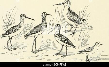 . Les oiseaux de l'Illinois et du Wisconsin . Avocet. Pilot. 96 Field Museum of Natural History — Zoologie, vol. IX Bill, presque droit; haut de la tête et de la nuque, noir; plumage général, noir brillant; avant de la tête et avant du cou, bosse, et parties inférieures, blanc; axillaires, blanc; premier prime3% foncé, avec le darwor; jambes, très longues, rose rose rose à vie; orteils, trois. Himantopus mexicanus.stilt à col noir.Voir N° 106. Famille SCOLOPACIDt?:. SNIPES, SANDPIPERS, CURLEWS, ETC. Orteils, quatre (une exception, le Sanderling Sandpiper); bec, com-parativement mince et doux peau; rainures nasales, étroit et l Banque D'Images