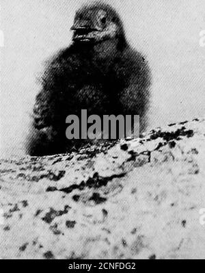 . Histoire de la vie des oiseaux plongeurs nord-américains : ordre Pygopodes . Seal Island, Nouvelle-Écosse. A. C. courbé... Banque D'Images