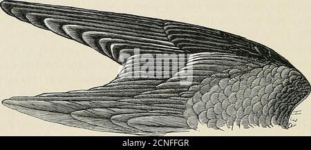 . La répartition géographique de la famille des Charadriidae, ou des pluviers, des sandpipers, des snipes et de leurs alliés. Il est difficile d'imaginer comment des ailes plus arrondies pourraient être avantageuses pour les espèces de l'île, ou de quelle manière ils auraient pu être modifiés par la sélection naturelle, mais il est ouvert aux partisans de cette théorie de soutenir qu'ils n'ont pas changé. Il est possible de supposer que depuis l'isolement des trois espèces les ailes de C. sanctutce-lielena (qui ne migre pas du tout) ont très peu changé, mais que celles de C. pecuarius (qui migrateslocalement dans une mesure considérable) ont Banque D'Images