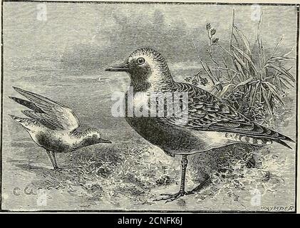 . La répartition géographique de la famille des Charadriidae, ou des pluviers, des sandpipers, des snipes et de leurs alliés. Affinité étroite dans les lts labelés et changements saisonniers de plumage le Pluvier gris diffère à peine de à l'GeD- les Golden Povers, et la couleur jaune de ses jeunes dans le bas, ainsi que youno- dans les premiers den x amoureux 1 «/ o ■ plumage, prouve sa proche relation avec ces oiseaux. CHAEADRIUS. 105 dotterels ff. Banque D'Images