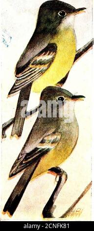 . Le livre d'oiseaux, illustrant dans des couleurs naturelles plus de sept cents oiseaux nord-américains, aussi plusieurs centaines de photographies de leurs nids et de leurs oeufs . LE LIVRE D'OISEAUX. 464—466 464a. Flycatcher de San Lucas. Empidona^r difpcius cineritius. Plage.—Basse-Californie. Cette espèce est semblable à, mais plus terne en âge de plum que le Moucherolle occidental. Leurs habitudes de nidification ne varient probablement pas de celles de ces dernières. 466. Moucherolle acadien. Empidonaxvirescens. Aire de répartition.- -est des États-Unis, entre le golfe et le sud de la Nouvelle-Angleterre, et entre la vallée du Mississippi et le Manitoba. Cette espèce est très pâle Banque D'Images