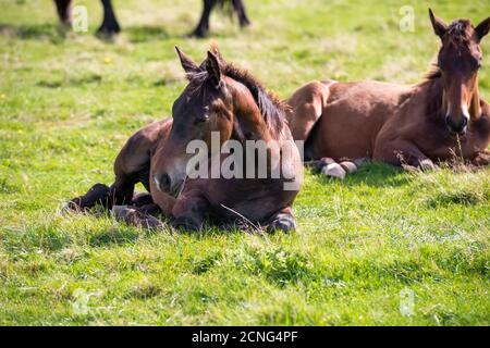 Les chevaux se broutent dans la prairie un jour d'été Banque D'Images