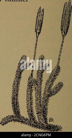 . La vie familière dans les champs et les forêts; les animaux, les oiseaux, les grenouilles et les salamandres . Lycopodium obscurum. Lycopodium clavatum. À gris en hiver. Pour la nourriture, il a de jeunes brindilles—celles du bouleau noir, il s'en délecte surtout—le feuillage de l'arbre vitse (Thuja occidentalis)* Hem-lock, et le sapin; creusant dans la neige avec son * les marges de certains lacs Adirondack sont épaissies avec les branches de l'arbre vitae; ceux-ci sont oftendépouillés pour une distance de cinq pieds vers le haut des troncs des arbres, le résultat de l'alimentation des cerfs qui ont passé l'hiver dans la vi-cinité. Banque D'Images