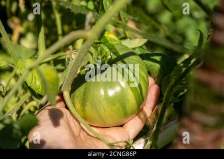 grandes tomates vertes sur une brousse dans un jardin, récolte de la saison estivale Banque D'Images