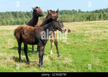 Les chevaux se broutent dans la prairie un jour d'été Banque D'Images