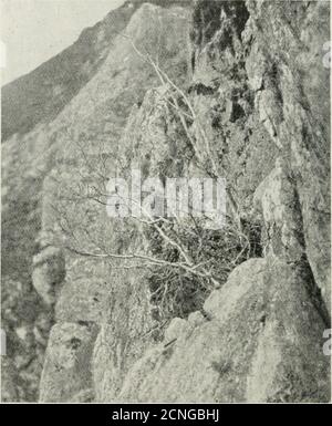 . Les oiseaux de Grande-Bretagne : leur distribution et leurs habitudes . 1) les tourtes nichent, mais les colonies sont très communes et construisent dans des falaises de holesin, des ruines, des tours d'église, et d'autres endroits semblables, ainsi que dans des trous de lapin sur les collines. Quelques demi-dozengreen ou plus rarement des oeufs bleutés sont pondus, avec des taches ou des taches noires, brunes et d'olive. Le Corbeau (C corax) est maintenant un oiseau rare dans les mostplaces, bien qu'il était autrefois couramment élevé à l'intérieur des terres en 92 de grands arbres de l'ordre I ; ces sites pour le nid sont pratiquement incassables de l'histoire ancienne dans nos comtés méridionaux, ceux maintenant choisis étant sur le flanc de colline ou les sidecliffs de mer, Banque D'Images