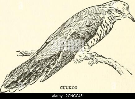 . Les oiseaux à travers l'année . FLYCATCHER TACHETÉ plus tard. La pensée de leurs merveilleux voyages renforcesle plaisir de leur retour. Le flycatcher il y a longtemps a été les sources du Nil; et l'hirondelle qui semble heureux de voir notre maison encore est fraîche de terres d'émerveillement que nous sommes susceptibles de voir jamais. La liste suivante des visiteurs d'été donne approxi-mately l'ordre dans lequel ils arrivent en Angleterre :— Wheatear.Chifftballe.Ring-Ouzel. Paruline de jardin. Nightingale. Paruline de perce. 44 I Pierre-Courlis. Blackcap. Saule-Wren. Whinchat. Sable-Martin. Déglutissez. Maison-Martin. Sandpiper. Arbre-Pipit. Banque D'Images