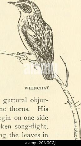 . Oiseaux à travers l'année . sa passion pour la conversation. Ses notes sont un peu de printemps agréable petit-talk plutôt que l'énoncepassionnée de la larche ou nightingale, ou un sérieux monologue de la chiff-balle ou de maïs-bunting. Il est même un peu chauve, avec ses objur-gations gutturales volées du côté lee des épines. La manière caractéristique de chanter est de commencer sur un côté de la haie, de lancer au-dessus de lui dans un morceau-vol cassé, et de disparaître, toujours dans la chanson décontractée, parmi les feuilles dansabri au-delà. L'albacore dure plus longtemps que le chant-oiseau des autoroutes dans plus tard s Banque D'Images