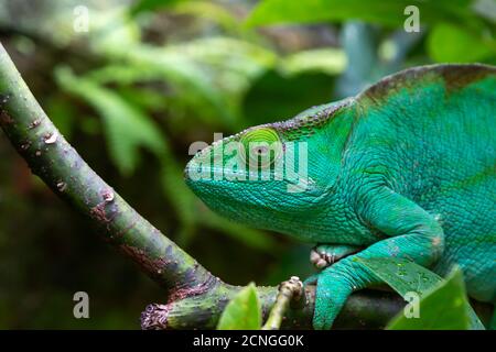 Un caméléon vert sur une branche en gros plan Banque D'Images