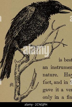 . La vie familière dans le champ et la forêt; les animaux, les oiseaux, les grenouilles et les salamandres . rt ofa clown. Il truffe ses plumes, étire son cou comme un chat avec un os de poisson dans sa gorge, et avec le plus grand effort fournit une série de henlikesquawks double fortissimo, ainsi :ce qu'il veut dire par le callit est difficile à dire, À moins qu'il n'ait 4+^- un lien avec le caucus général qui 86 LA VIE FAMILIÈRE DANS LE CHAMP ET LA FORÊT. Est sûr d'être en pleine session à aucune grande distance en bas de la copse sur la limite de la Meadowborder. Mais le corbeau n'est pas non musical après tout.sa caw est un noteof décisive souligné ca Banque D'Images