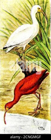 . Le livre d'oiseaux, illustrant dans des couleurs naturelles plus de sept cents oiseaux nord-américains, aussi plusieurs centaines de photographies de leurs nids et de leurs oeufs . Les Ibis blancs Scarlet se grisent le long de la côte du golfe, en particulier en Floride, où ils nichent dans des rookeries de milliers d'individus.en raison de leur absence de panaches, ils n'ont pas été persécutés, tout comme les hérons blancs. TheyBuild leurs nids de bâtons et de graminées, dans les themangroves à quelques pieds au-dessus de l'eau. Dans d'autres localités, ils construisent leurs nids entièrement de morts-rushes, les attachant aux debout un pied ou plus au-dessus de la surface Banque D'Images