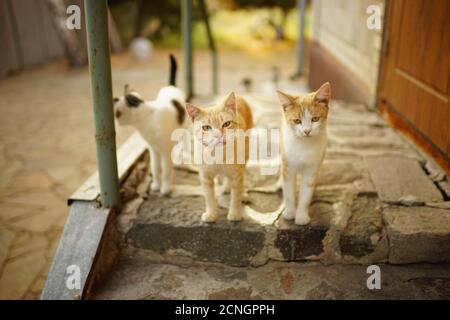 Les chats adorables marchent dans le jardin d'été à deux pas Banque D'Images