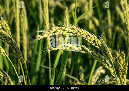 Épis de riz vert dans un champ de culture de paddy. Expérience de l'industrie alimentaire. Banque D'Images