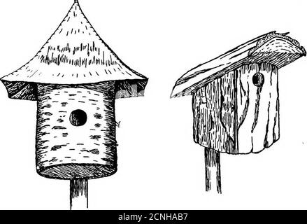 . Oiseaux utiles et leur protection. Contenant de brèves descriptions des espèces les plus courantes et utiles du Massachusetts, avec des comptes-rendus de leurs habitudes alimentaires, et un chapitre sur les moyens d'attirer et de protéger les oiseaux . Figure 1. Banque D'Images