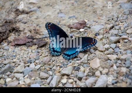 Un magnifique papillon violet à pois rouges se trouve sur un chemin de gravier et de pierre. Banque D'Images