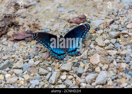 Un magnifique papillon violet à pois rouges se trouve sur un chemin de gravier et de pierre. Banque D'Images