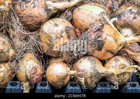 Oignons frais couchés sur un panier, Kilwinning, Ayrshire Banque D'Images