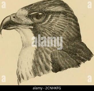 . Oiseaux de Caroline du Nord . f queue. En Europe, ils sont connus sous le nom de Buzzards. Liste descriptive 167 CLÉ DES ESPÈCES 1. Quatre branchies d'aile externe avec des bandes distinctement marginées (brusquement rétrécies sur la moitié extérieure). Voir 2. 1. Seulement trois rebords d'aile extérieure s'emarginent. Voir 3. 2. Bandes extérieures de quills primaires distinctement tachetées de blanc. Buse à épaulettes rouges. 2. Bandes extérieures de primaires non tachetées. Red-tnilcd Hiiwk. 3. Aile inférieure à 12.00. Buse à ailes larges.3. ^^ soit plus de 14.00. Buse de Swainson. 149. Buteo borealis borealis (GmeL). Buse à queue rouge ; Hen Hawk. Dcscriplioii.—foncé l)noie au-dessus, im Banque D'Images