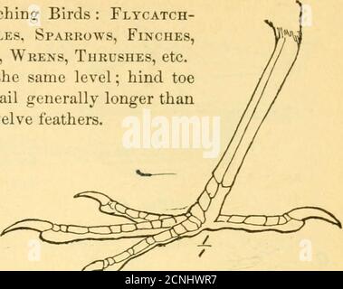 . Manuel des oiseaux de l'est de l'Amérique du Nord . Figure 38.. Macrochires. Figure 40. Ordre XVI Macrochires.—Goatsuckers, Swifts et Hummingbirds.pieds très petits et faibles; bec court et petit et bouche large, ou billlong et extrêmement mince et bouche petite; ailes généralement longues et pointues. A. taille relativement grande; plumage variégé, noir et brun;. pointe-clou centrale avec un bord comblike. . Famille Caprimulgidce: Nighthawks, whip-Poor-Wills, ctc. (Fig. 38), p. 236.£. Taille moyenne; plumage sucette noire; pas de peigne sur l'orteil central; pointes de la queue-plumes avec épines. . Famille Microjoodi Banque D'Images