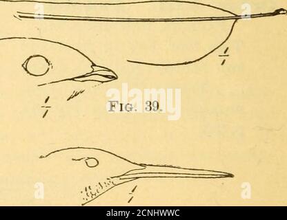 . Manuel des oiseaux de l'est de l'Amérique du Nord . Figure 38.. Macrochires. Figure 40. Ordre XVI Macrochires.—Goatsuckers, Swifts et Hummingbirds.pieds très petits et faibles; bec court et petit et bouche large, ou billlong et extrêmement mince et bouche petite; ailes généralement longues et pointues. A. taille relativement grande; plumage variégé, noir et brun;. pointe-clou centrale avec un bord comblike. . Famille Caprimulgidce: Nighthawks, whip-Poor-Wills, ctc. (Fig. 38), p. 236.£. Taille moyenne; plumage sucette noire; pas de peigne sur l'orteil central; pointes de la queue-plumes avec épines. . Famille Microjoodi Banque D'Images