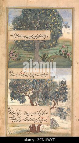 Trois arbres de l'Inde, Folio d'un Baburnama (Autobiography of Babur), fin du XVIe siècle. Banque D'Images