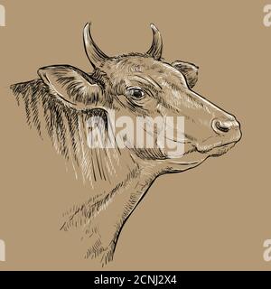 Tête de vache. Esquisse dessinée à la main dans un style graphique sur le dos marron. Illustration de la gravure vintage de taureau pour affiche, imprimé, t-shirt et design. Illustration de Vecteur