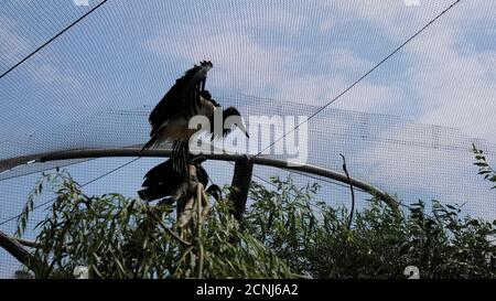 Plusieurs oiseaux noirs dans une cage. Banque D'Images