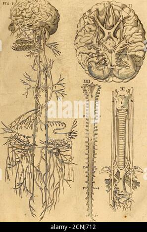 . Les oeches de chirurgie de Iacques Guillemeau, chirurgie ordinaire du Roy et Iure a Paris : avec les portraits et figures de tout les partis du corps humain et des instruments nécessaires au chant . Des Nerfs, Liûrc VI irf^i ABJL£, •!• DE,y HL.KIS. 9&lt;S des Nerfs, LiureV I. Banque D'Images