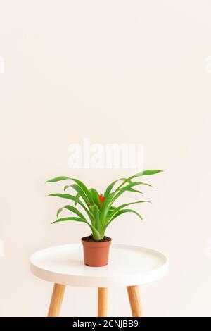 Plante exotique de Guzmania dans un pot sur table blanche sur fond neutre, espace de copie Banque D'Images