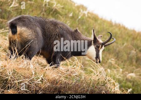 Tatra chamois debout sur un pré sec en nature d'automne. Banque D'Images