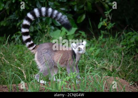 Un lémurien à queue annulaire dans son environnement naturel Banque D'Images
