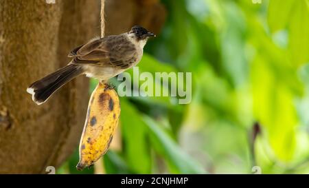 Bulbul à tête sucette perçant sur une corde avec une banane Banque D'Images